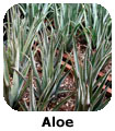 Aloe